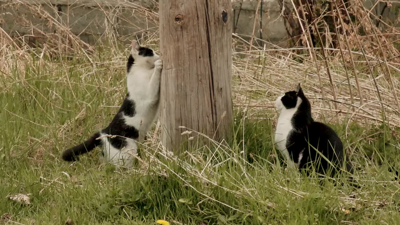 Due gatti domestici identici in bianco e nero che giocano intorno a un albero nel cortile.
