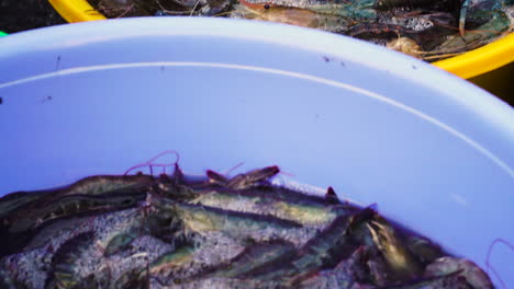 asian traditional food market selling fresh shrimp in oxygenated water, keeping seafood fresh and healthy