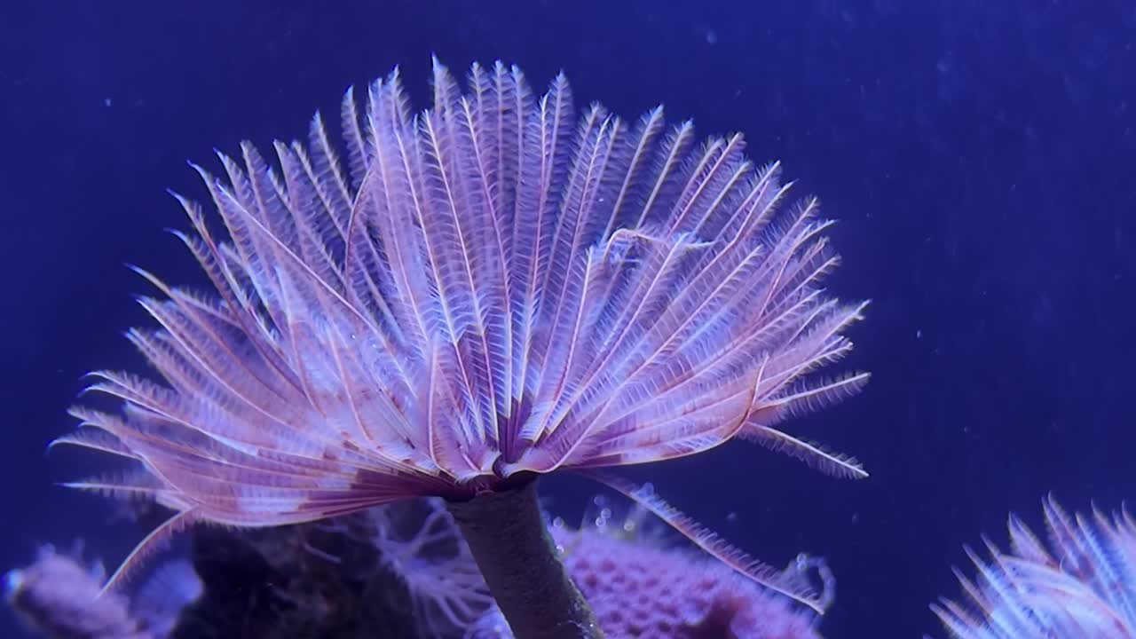A Feather Duster Tube Worm (Sabellidae) Sprawling Out Its Feathery Tentacles To Catch Small Particles Of Food Like Phytoplankton
