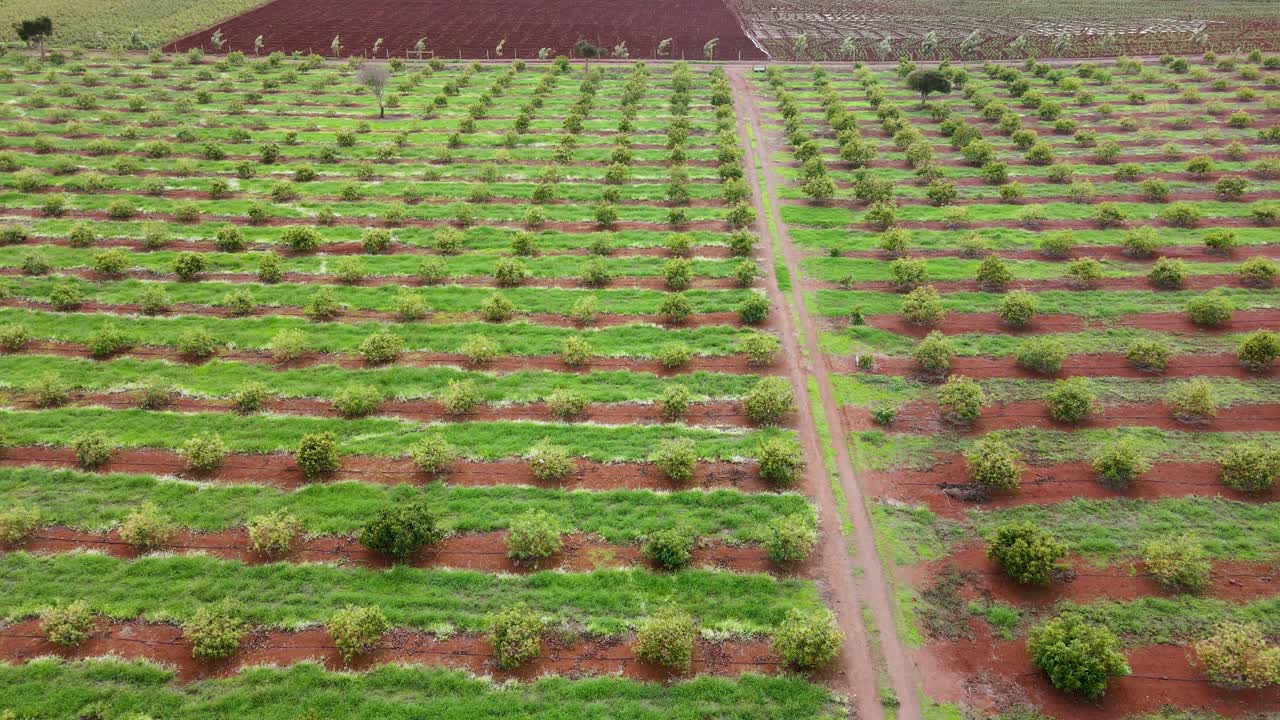 스마트 농업 기술 - 케냐 아보카도 농장의 공중 드론 보기