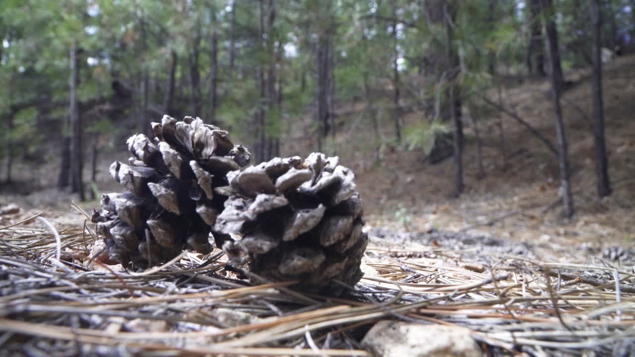 Two pine cones sit on the floor of an evergreen forest