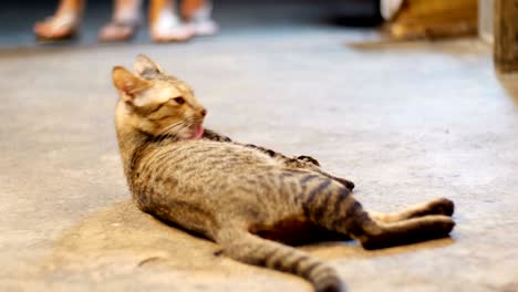 grey stray cat lying on the ground at night street