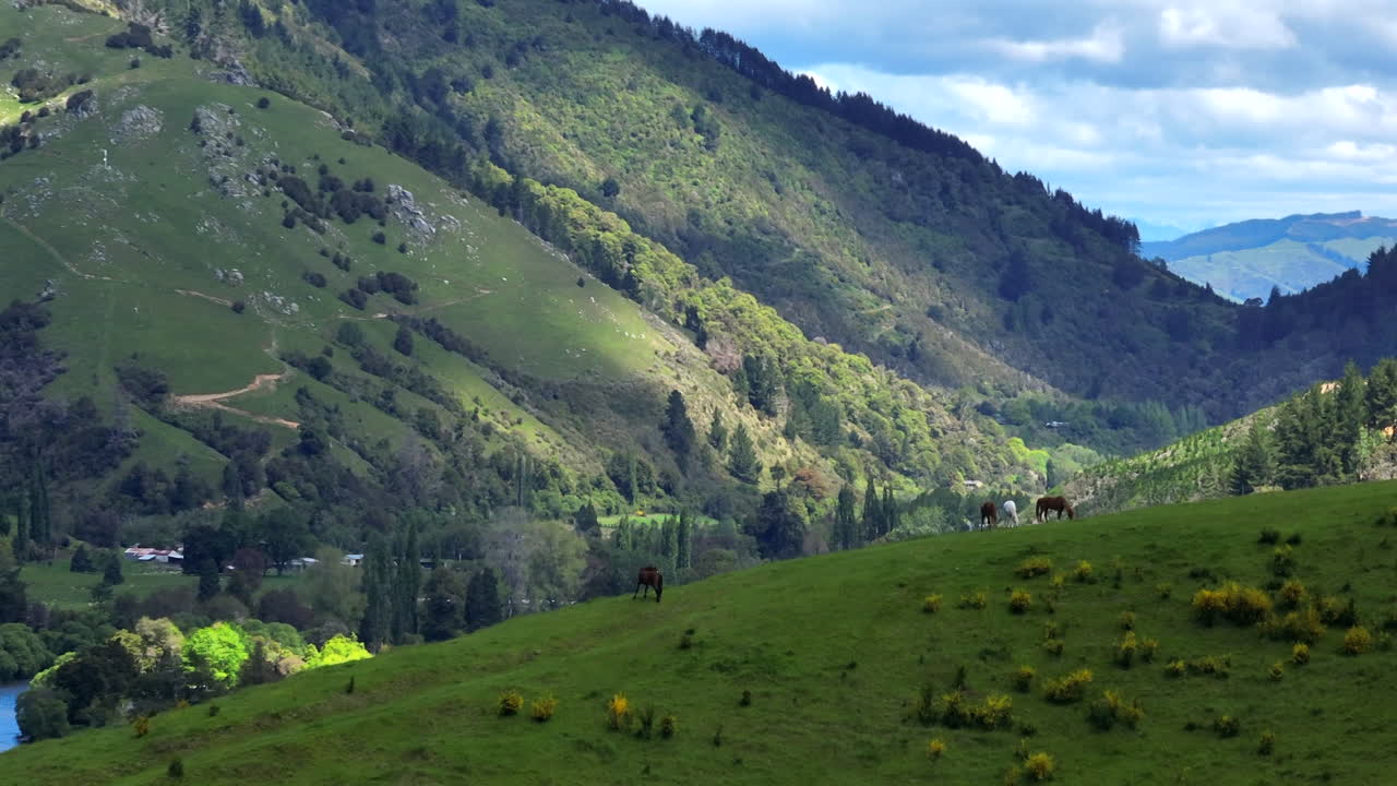 A stunning aerial drone shot capturing multiple horses grazing peacefully on a large hill with a stunning panoramic view of the Motueka Valley in New Zealand.