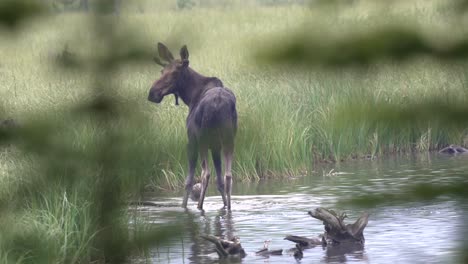 young bull moose eating in water in the canadian rockies