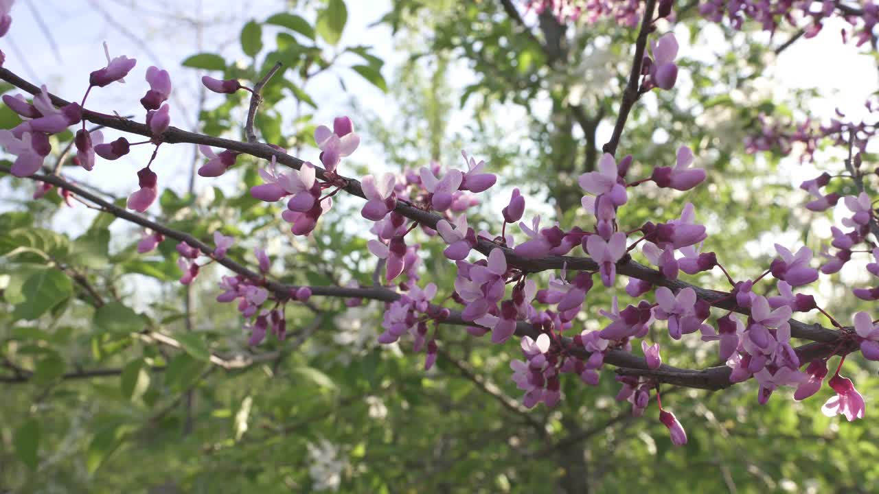 flores de color púrpura redbud oriental en una rama con vegetación en el fondo