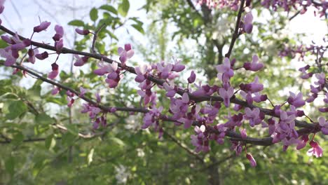 eastern redbud purple flowers on a branch with greenery in the background