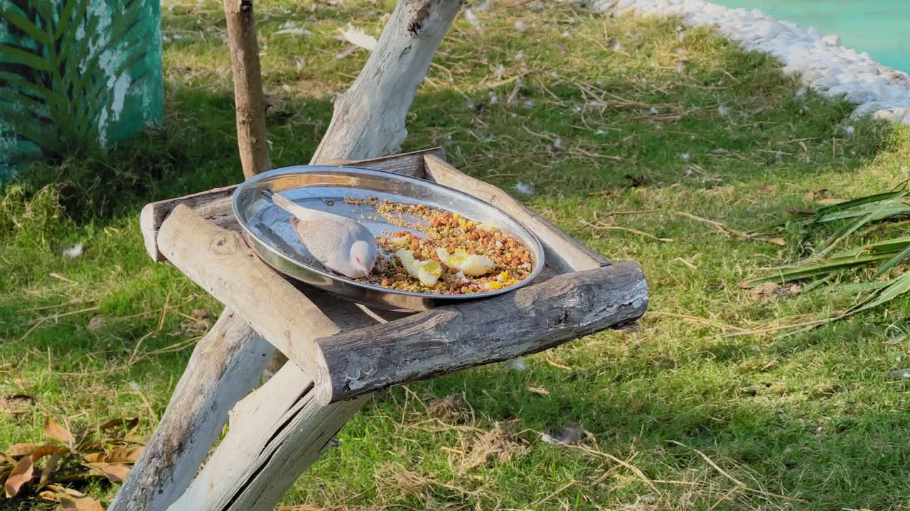 Huzurlu yeşil bir bahçe ortamında, ahşap bir sehpa üzerine yerleştirilmiş metal bir yem tabağından taneler ve meyve parçaları yiyen küçük bir elmas güvercin.