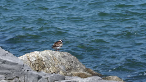 a ruddy turnstone on a rock by the side of the ocean