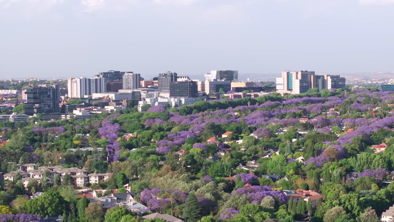 Northern sandton showcasing a vibrant cityscape with purple jacaranda trees, aerial view