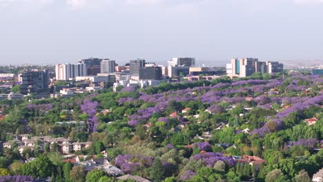 northern sandton showcasing a vibrant cityscape with purple jacaranda trees, aerial view