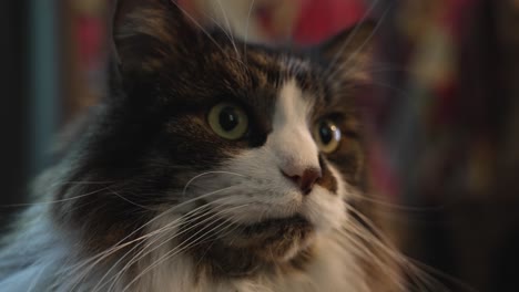 extreme close up framing in slow motion of a long haired cat