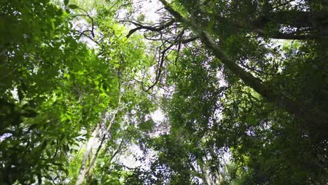 Vista-De-Gran-Angular-De-Un-Exuberante-Bosque-Con-árboles-Altos,-Cámara-En-Movimiento