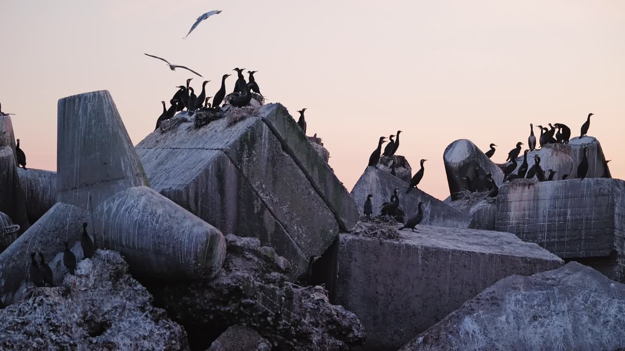Slow motion, great cormorants nesting on concrete shapes, Liepaja, Latvia
