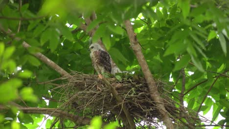 Dos-Polluelos-De-águila-Azor-Con-Cresta-Están-En-Un-árbol-Alto-Que-Sopla-En-El-Viento