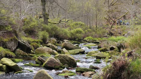 Slow-moving-forest-stream-waterfall,-nature's-serenity-scene-with-tranquil-pool-below,-lush-greenery-and-moss-covered-stones,-sense-of-peacefulness-and-untouched-beauty-of-nature-in-forest-ecosystem