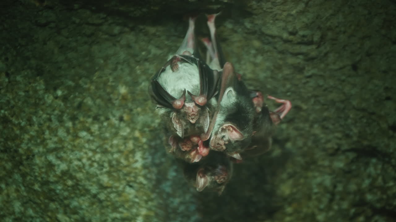varios ratones vampiros cuelgan boca abajo en el techo de una cueva