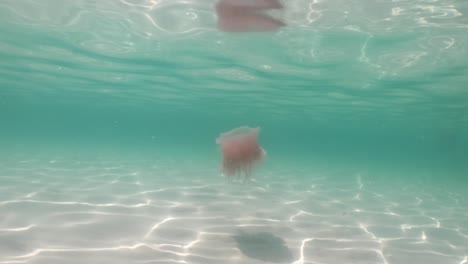 pink meanie jellyfish floating off the coast of miramar beach in florida