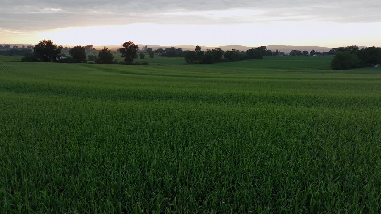 Slow drone flight over green growing and planted maize field in American countryside. Bright sunrise behind hills in distance. Pennsylvania, USA. Low altitude shot