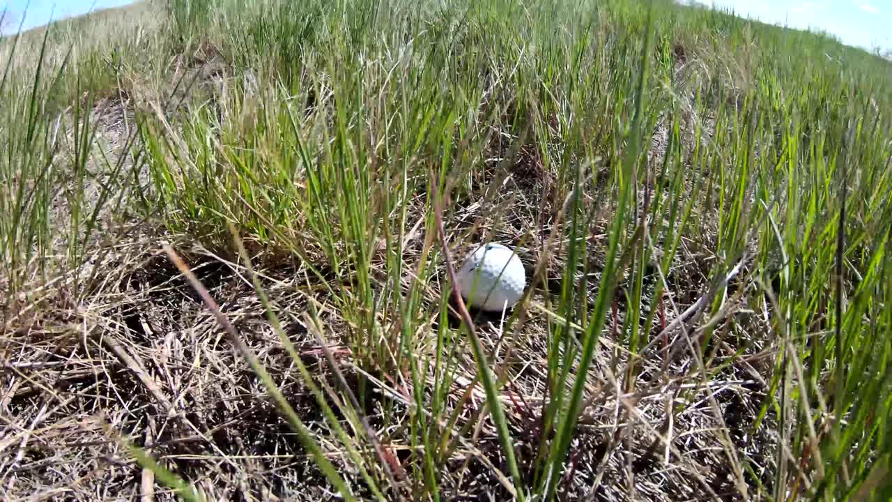 Golf ball in a field of grass.
