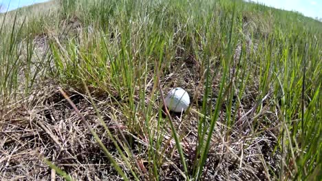 golf ball in a field of grass.
