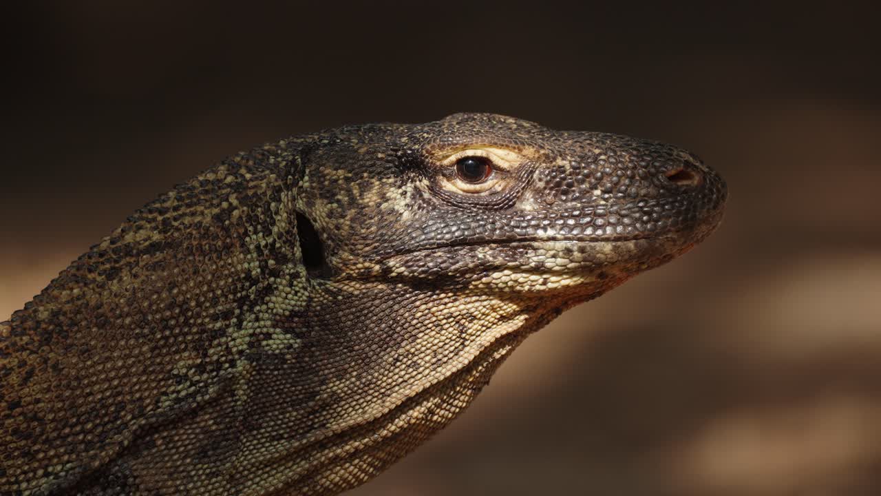 Side view head shot of a Komodo dragon highlighting the movement of the throat as the muscles are used to push air into the lungs