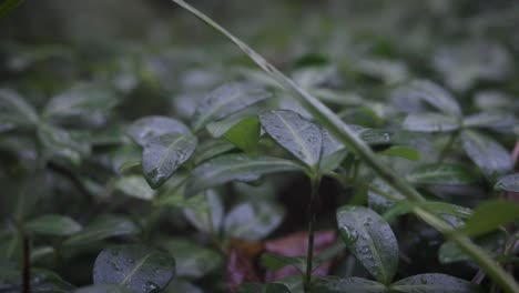 Pequeñas-Plantas-Cubiertas-De-Rocío-Sentadas-Bajo-El-Dosel