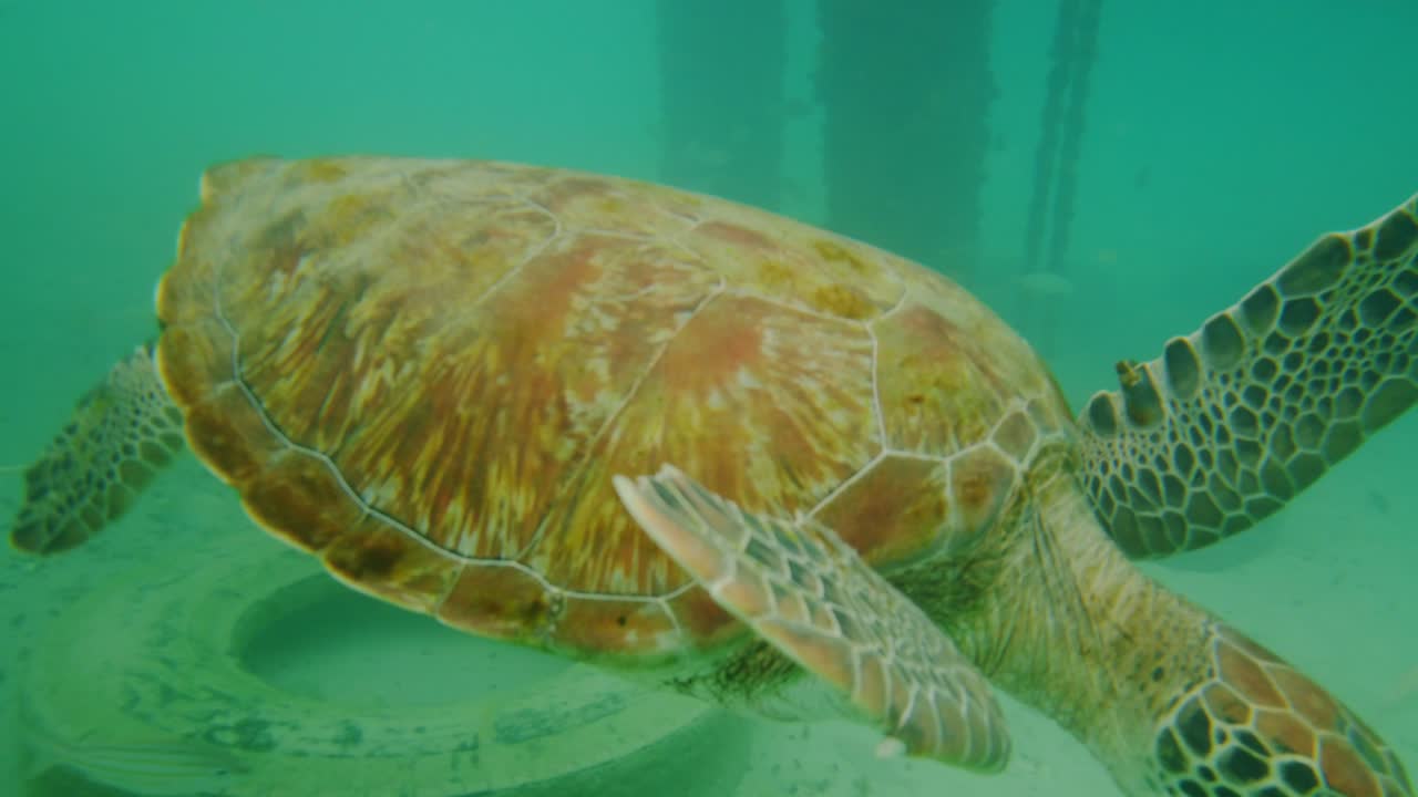 Feeding green sea turtles swimming with fishes on a reef