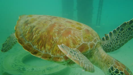 Feeding-green-sea-turtles-swimming-with-fishes-on-a-reef