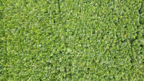 forest tree patterns- drone view from loitokitok forest kenya