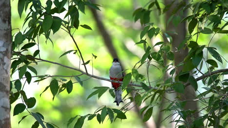 un pájaro trogon cubano llama en el bosque por un compañero