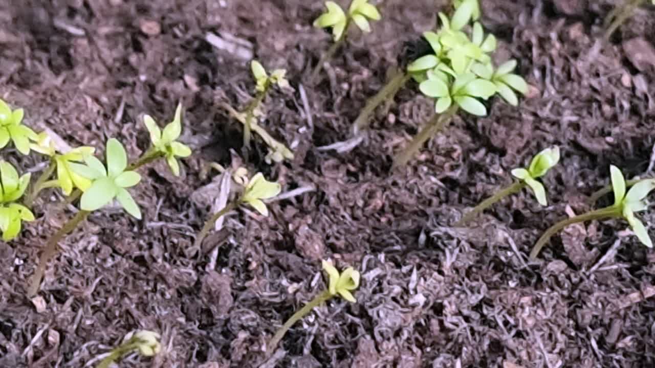 신선한 씨 컬렉션은 풍부한 유기농 정원 비료에서 자란다.