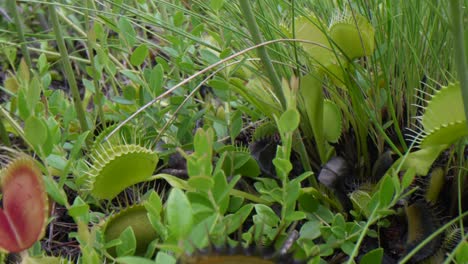 camera pans over a group of venus flytraps