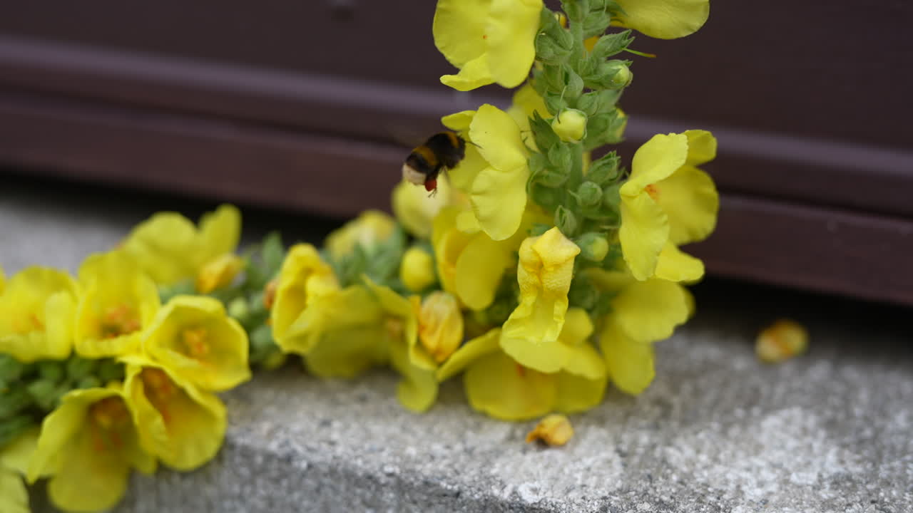 Bee hovers near vibrant yellow flowers on a concrete surface
