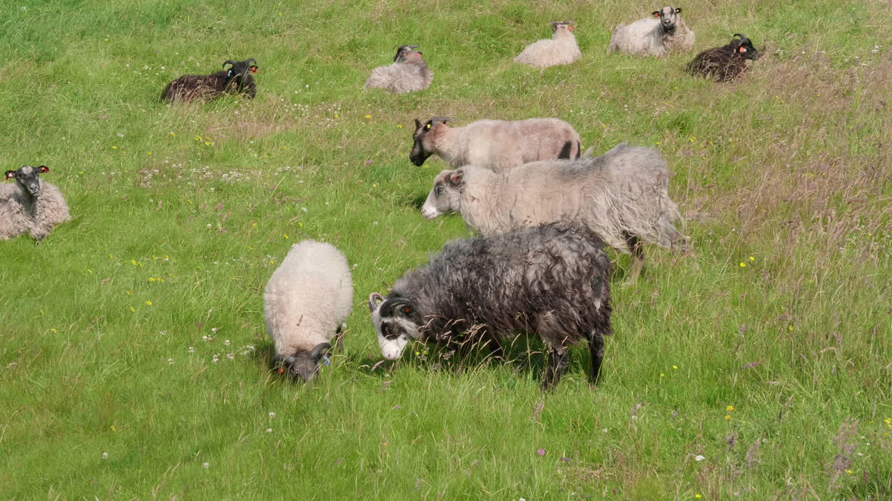 Flock of wild sheeps eating grass - 4K 60fps