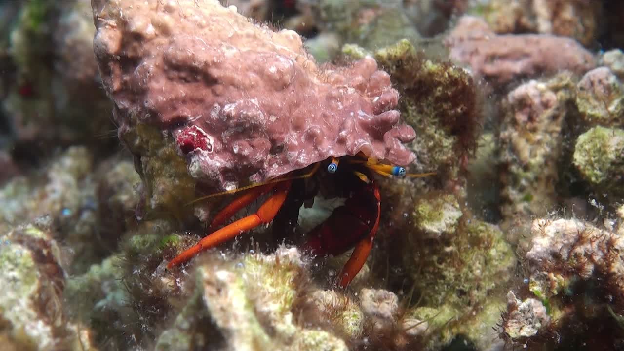 primer plano de un pequeño cangrejo ermitaño caminando sobre el arrecife de coral