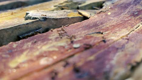 Ants working together in a row for their colony