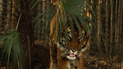 tiger walking through forest zoo enclosure