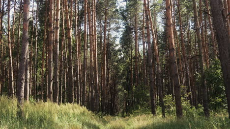 bosque a la luz del día