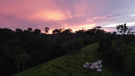 Luftausleger-Einer-Herde-Von-Kühen,-Die-Auf-Einem-Grünen-Grashügel-Weiden,-Umgeben-Von-Wald,-Zur-Wolkigen-Goldenen-Stunde-In-Costa-Rica