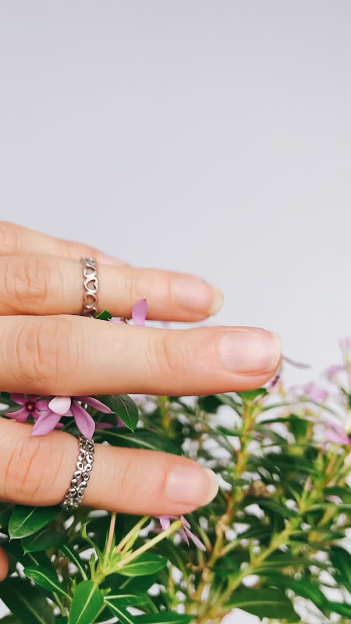 Close up of a flowering plant with a hand touching the leaves