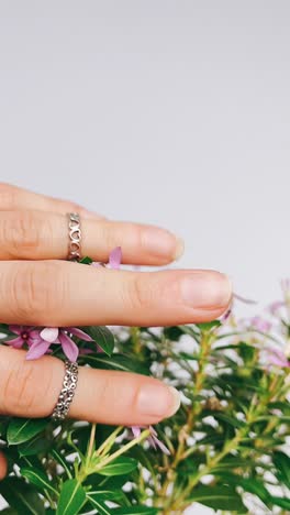 close up of a flowering plant with a hand touching the leaves