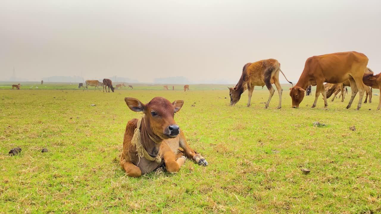 작은 송아지는 푸른 풀밭에 쉬고 나머지 무리는 방목하여 소의 평온함의 평화로운 장면을 만듭니다.