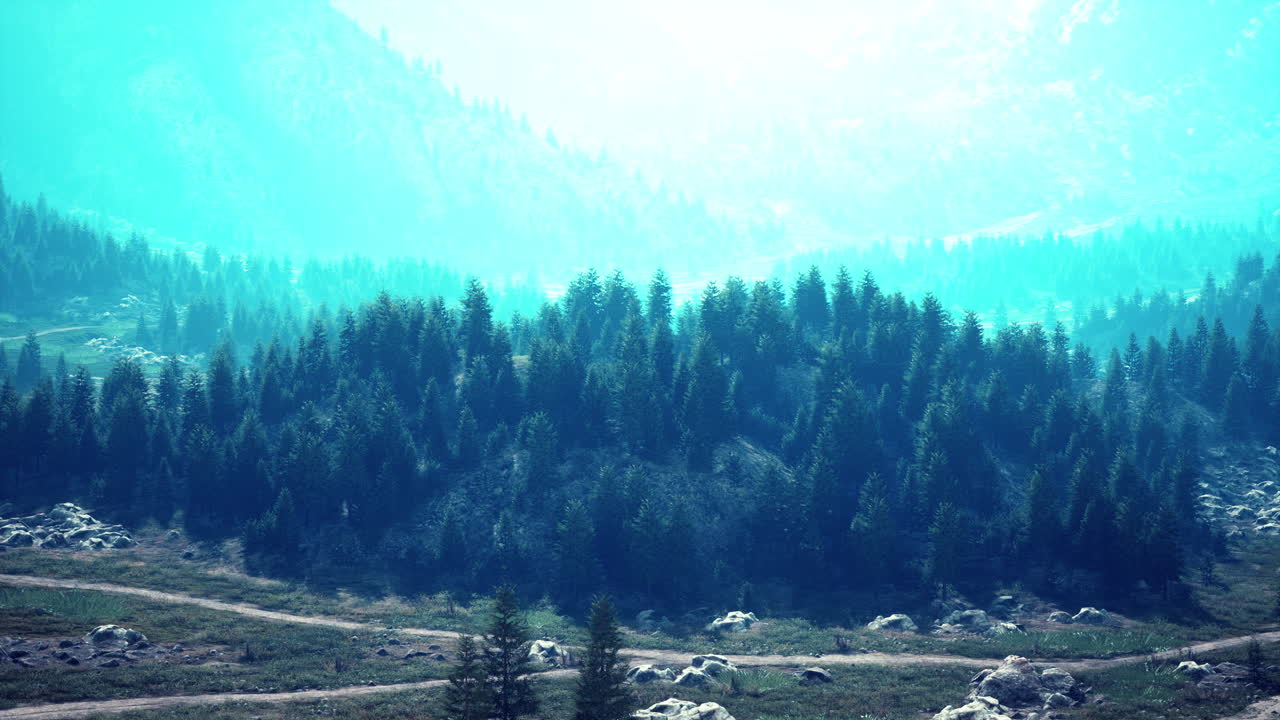 camino sinuoso en las montañas con bosque de pinos