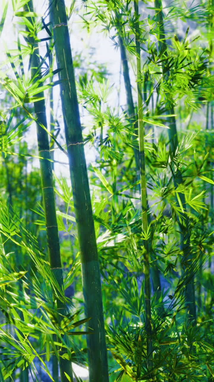Piante di bambù crescono alla luce del sole vicino all'acqua in un ambiente naturale.
