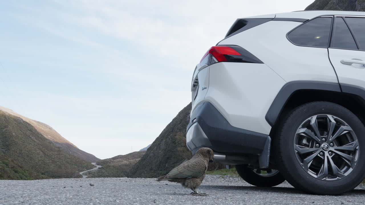 Kea Alpine Parrot Scene At Arthur's Pass Road In The South Island of New Zealand