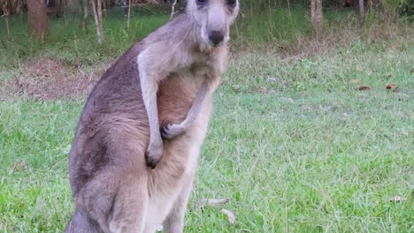 kangaroo in grassy field, looking around attentively