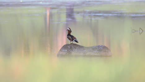 Especies-De-Pato-Mandarín-Macho-De-Fauna-Británica-En-Roca