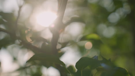 close up of tree branches with green leaves swaying gently in wind as sunlight filters through foliage, creating soft dappled light and shadows