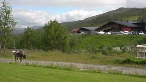 herd of reindeer walking a road with mountain station in background