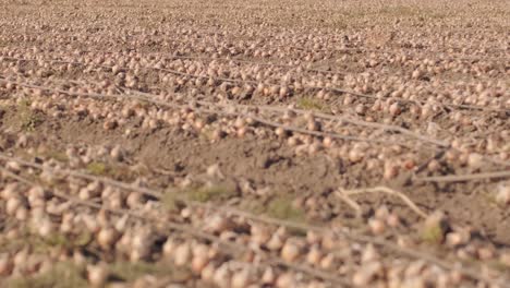 harvesting onions. a large field full of onions. harvesting concept